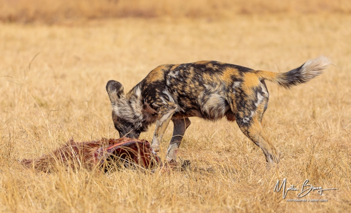 Wild dog kill