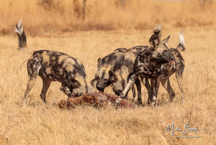 Wild dog kill2