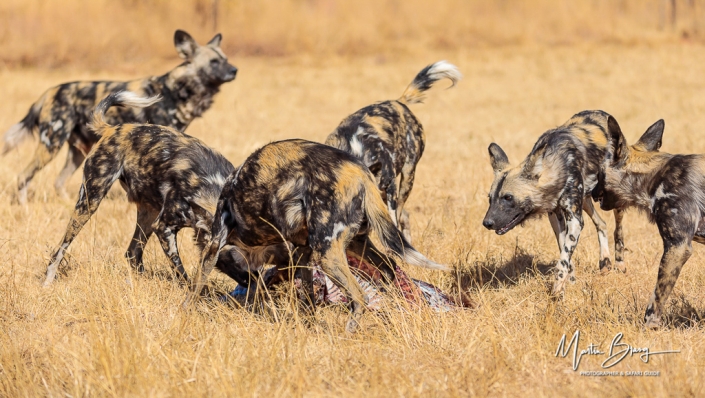 Wild dog pack