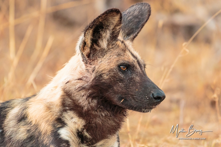 Wild dog port