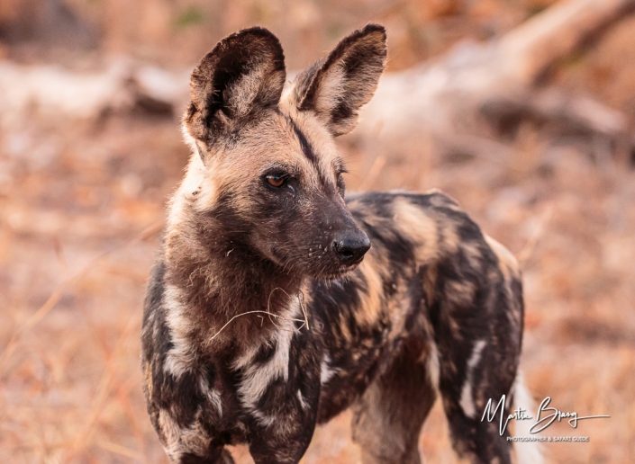 Wild dog2