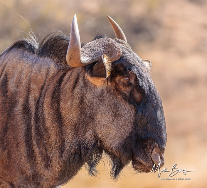 Wildebeest