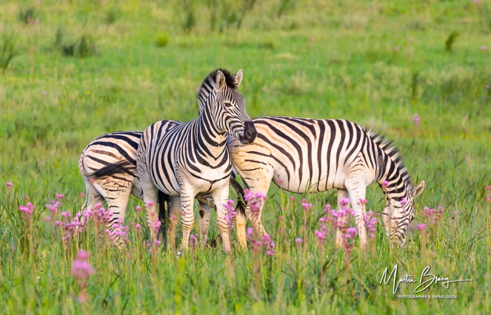 Zebra field