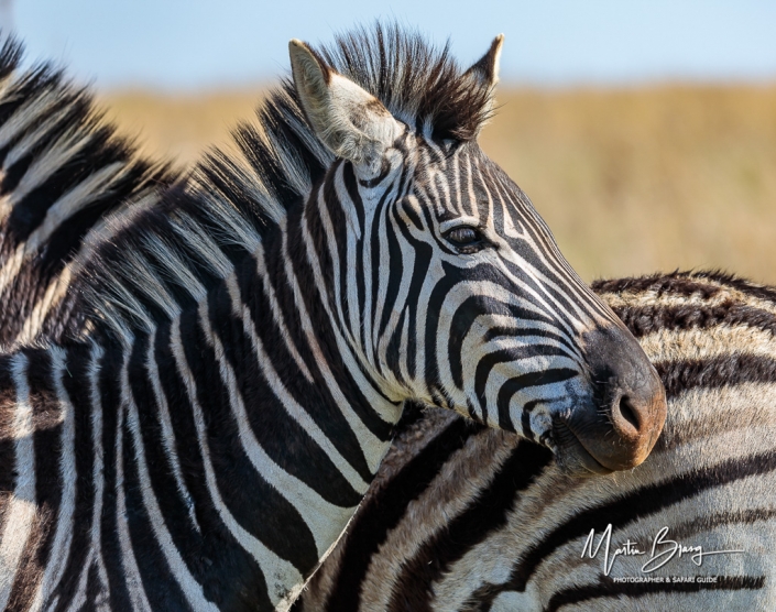 Zebra port
