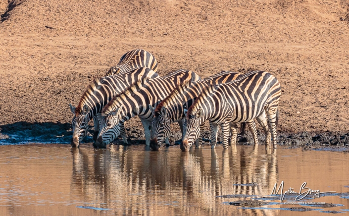 Zebras drinking